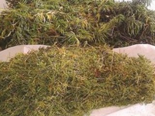 Topraktan 20 Kilo Esrar Çıktı