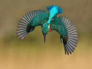 Sonunda İstediği Fotoğrafı Çekti