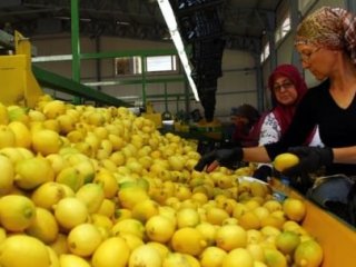 Rusya Yasaklayınca Rotayı Oraya Çevirdiler