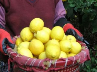 Limonun Fiyatı 10 Dolara Çıkınca Ruslar Yasaklayamadı