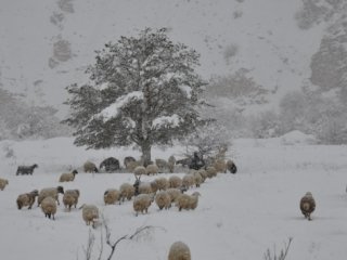 Soğuklar Çiftçilere Vurdu