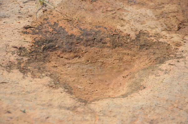 150 Milyon Yıllık Ayak İzi Bulundu