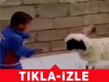 Çocuk ve Kuzunun Şirin Kavgası