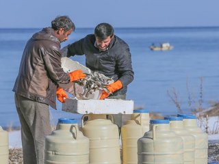 Van Gölü'nde İnci Kefali Bereketi