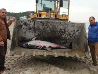 2 Metrelik Yunus Sahile Vurdu