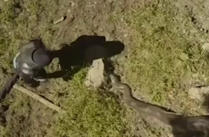 Dev Yılan Belgeselciyi Böyle Yuttu