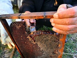 Arılardan Kırmızı Bal!