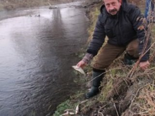 Porsuk Çayı’nda Toplu Balık Ölümleri