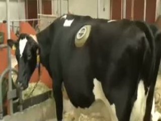 Hayvanlara Vana Takıyorlar