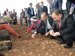 Çiçekli’de Yetişecek Hollanda’da Satılacak