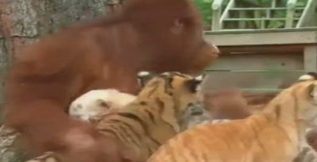 Yavru Kaplanlara Annelik Yapan Orangutan