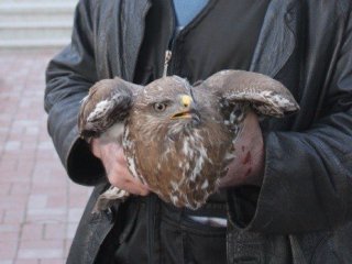 Elektriğin Çarptığı Kartal Kurtarıldı