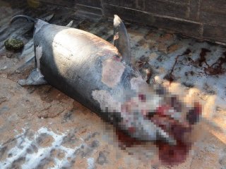 Erdemli’de Ölü Yunus Sahile Vurdu