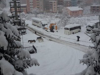 Aç Kalan Yılkı Atları Şehre İndi