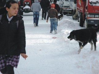 Başıboş Köpekler Korku Salıyor