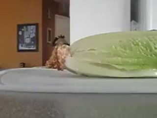 Sizin de Bitmeyen Marulunuz Olabilir!