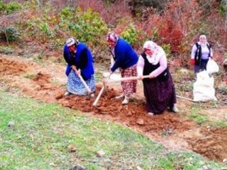 15 Bin Gelir Getirici Fidan Dikildi