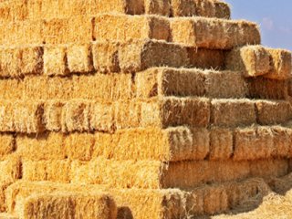 Samanların Arasından Bakın Ne Çıktı