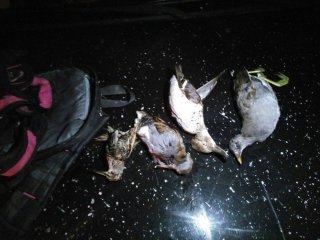 Kaçak Avcılara 6 Bin 576 Tl Ceza