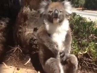 Evden Kovulan Koala Böyle Ağladı