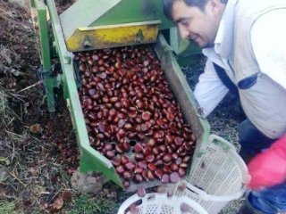 Kestane Üreticisi Yasta