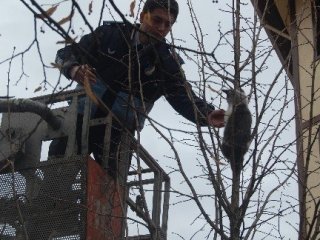 Kedi Kurtarma Operasyonu