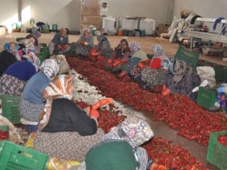 Hollanda’nın Salçası Kulaca’dan