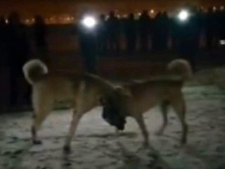 Köpek Dövüşü Vahşeti