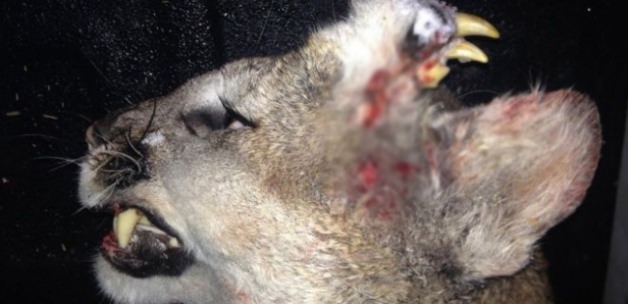 Bu Görüntü Sizi Şok Edecek!