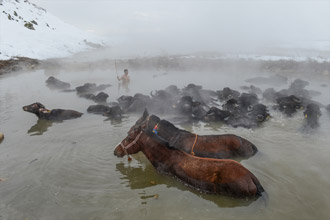 Atların Kaplıca Keyfi