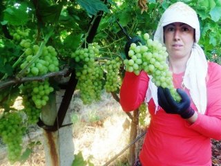 Üzümdeki İhracatı Düştü