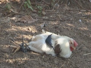 Kurşun Geçirmez Muska Horozu Öldürdü