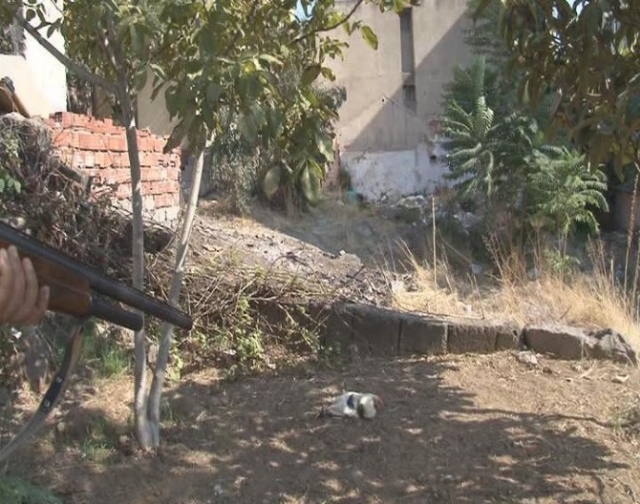 Kurşun Geçirmez Muska Horoz Üzerinde Denenirse...