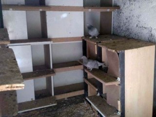 10 Bin TL Değerinde Güvercinler Çalındı