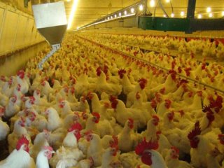 Beyaz Et İhracatına Terör Darbesi