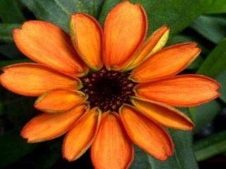 Uzayda İlk Çiçek Yetiştirildi