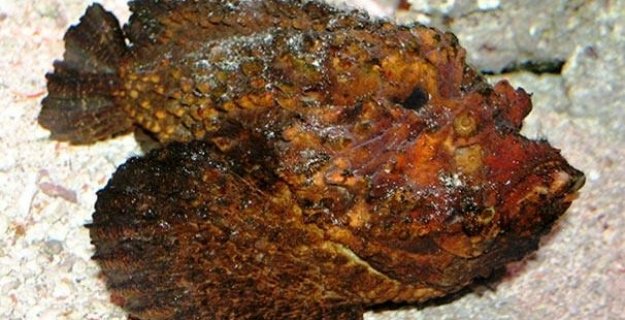 Panzehiri Olmayan Balık