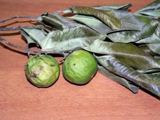 Türkiye'de İlk Defa Yetiştirilecek