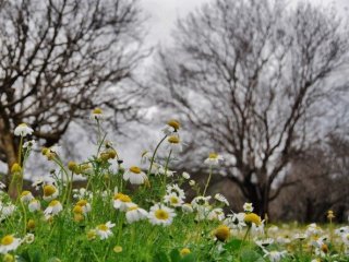 Memleketi Kar, Bodrum’u Papatyalar Kapladı