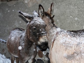 Muş'ta Eşekler Donuyordu