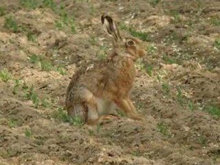 Tavşan Avına Gitti Dönmedi