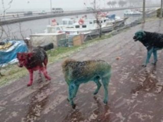 Boyalı Köpeklerin Sırrı Çözüldü