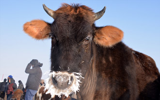 Hayvanların Tüyleri Bile Buz Tuttu