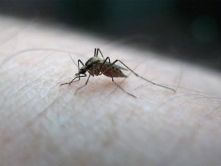 Zika Virüsü Dünyayı Ayağa Kaldırdı
