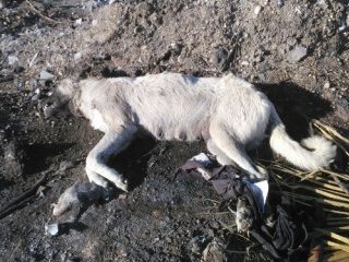 Ölü Köpek Böyle Bulundu