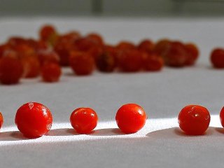 Domates Eski Lezzetine Kavuşacak