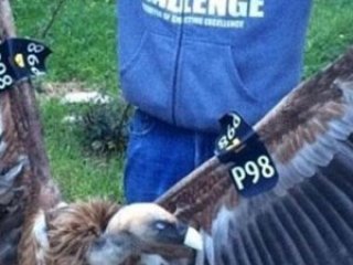 İsrail'in Akbabası İade Edildi