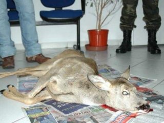 Ordu’da Kaçak Avcılığa Ağır Ceza