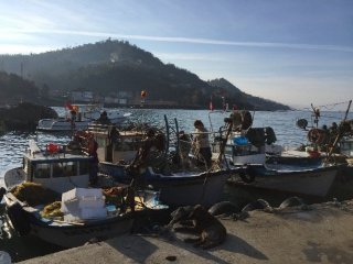 Karadeniz’de 14 Yeni Balık Türü