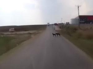 Köpek, Köpeğin Hayatını Kurtardı